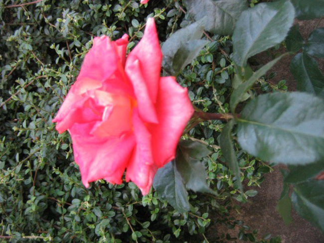 vrtnica(roza)