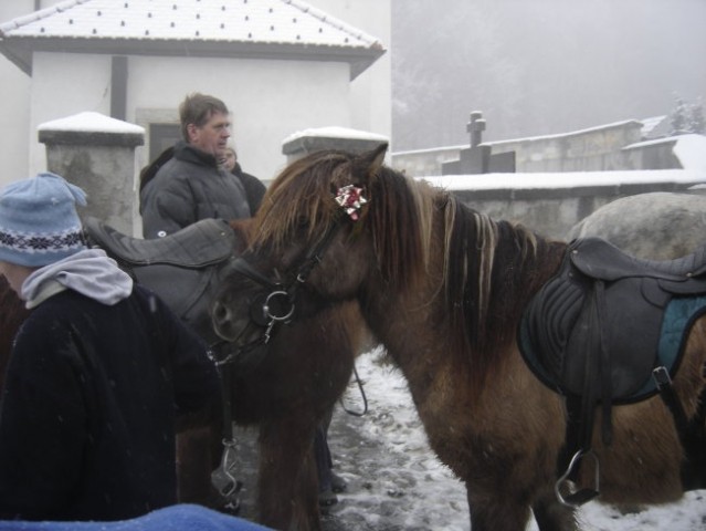 Blagoslov konj - foto