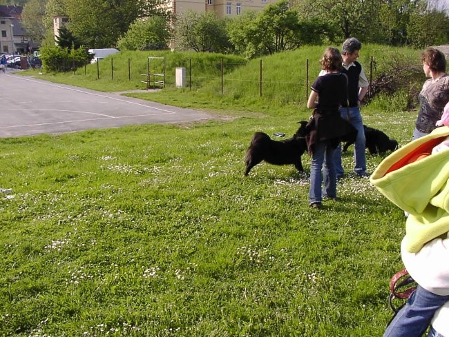 LAPPHUNDS VRHINIKA 7.5.2006 - foto povečava