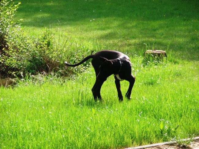 26.04.08 - foto povečava