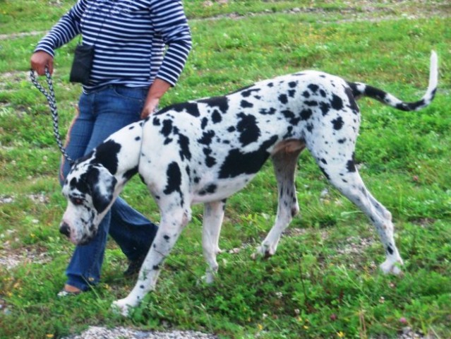 Cac trbovlje30.8.2008 - foto