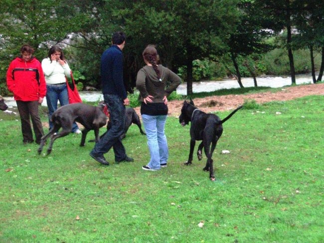 Srečanje dogic 13.9.2008 - foto povečava