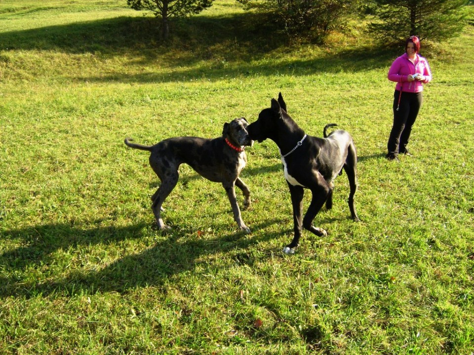 Nero in Goochie 19.10.2008 - foto povečava