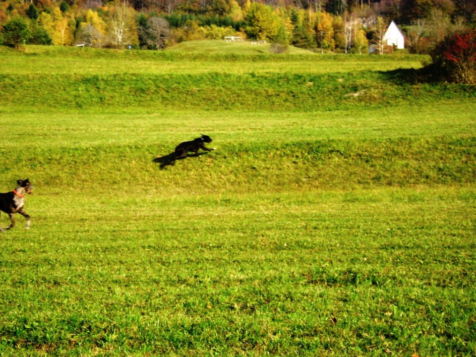 Nero in Goochie 19.10.2008 - foto povečava