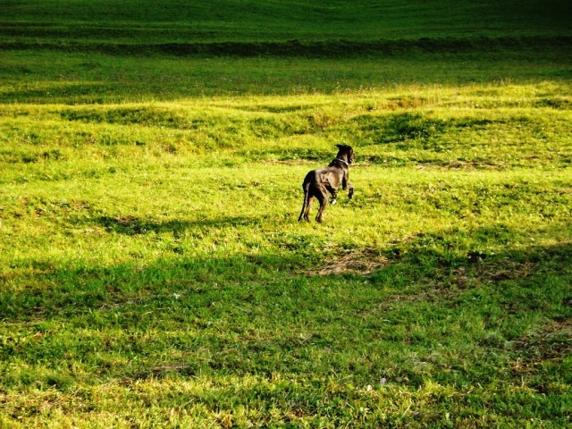 Nero in Goochie 19.10.2008 - foto