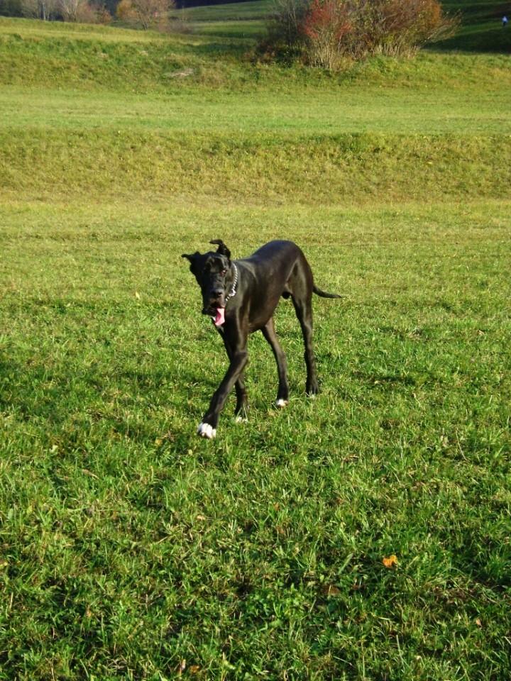 Nero in Goochie 02.11.2008 - foto povečava