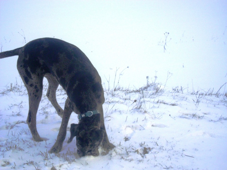 28.12.08 - foto povečava