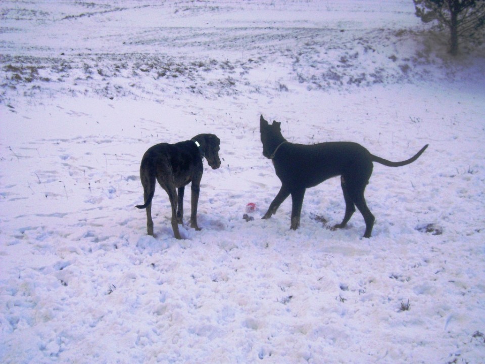 28.12.08 - foto povečava