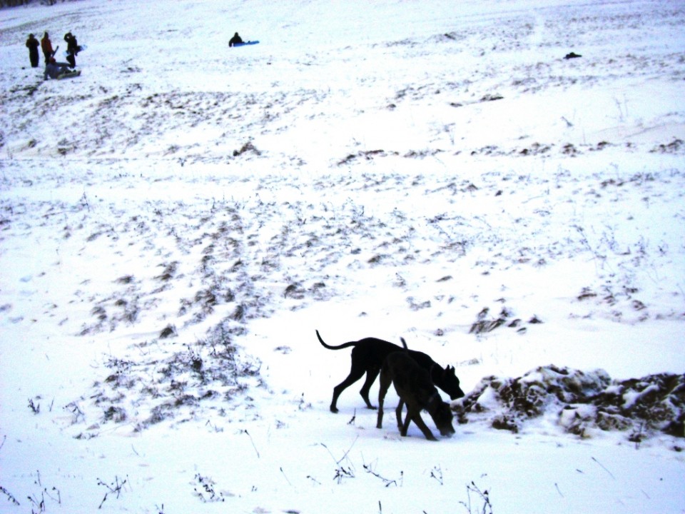 28.12.08 - foto povečava