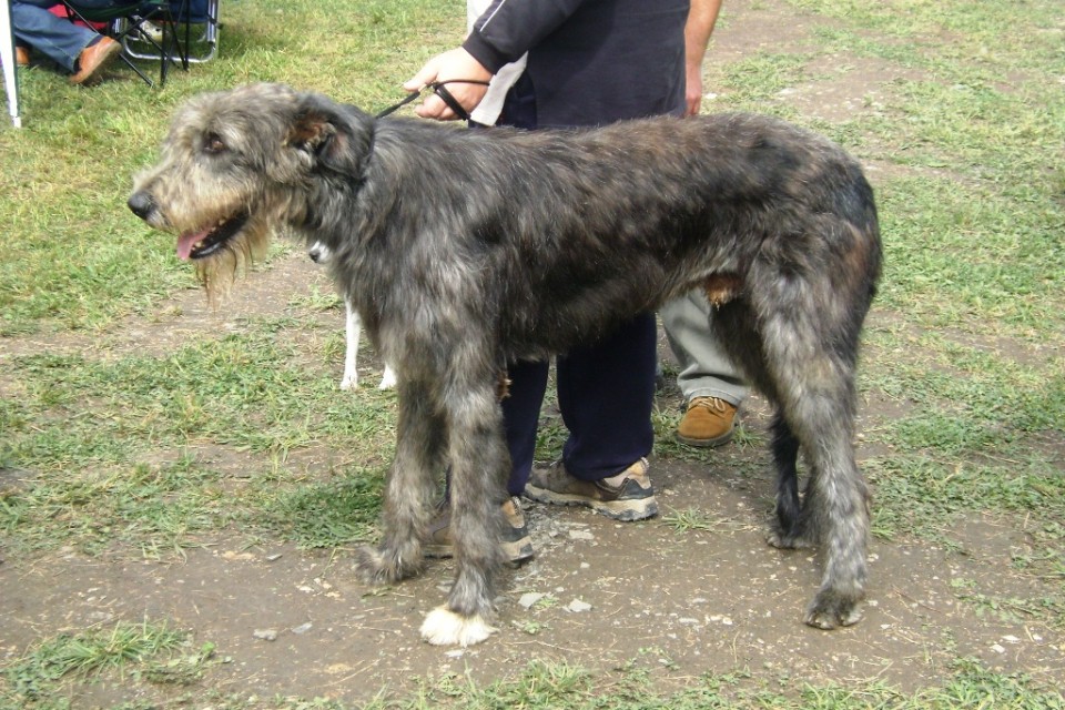 Cactrbovlje2009 - foto povečava