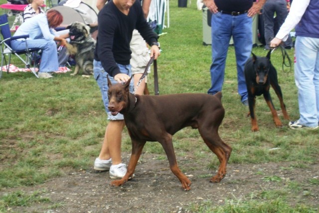 Cactrbovlje2009 - foto