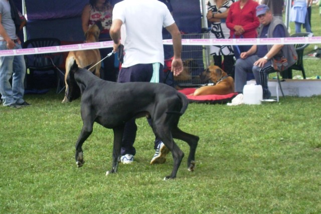 Cactrbovlje2009 - foto