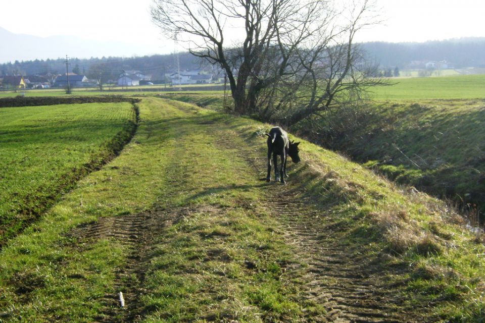 Nero januar 2011 - foto povečava