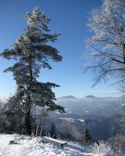 Osolnik - foto