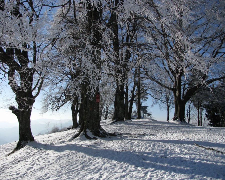 Osolnik - foto povečava