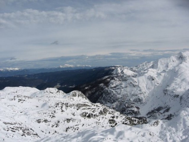 Vogel - foto