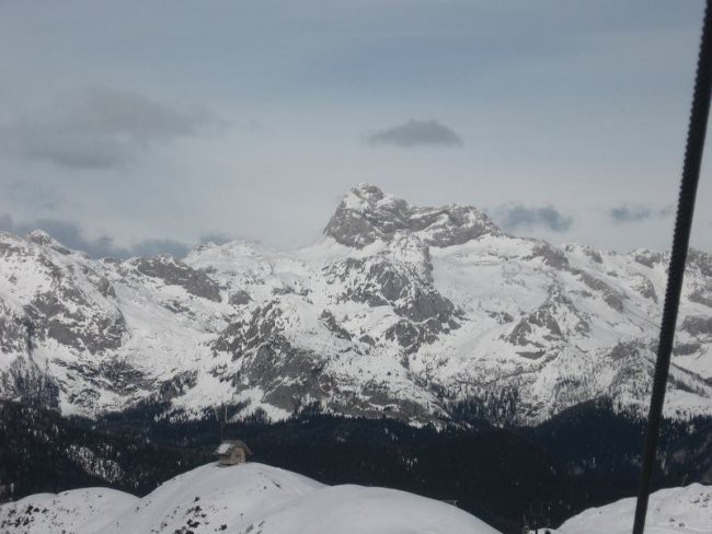 Vogel - foto povečava