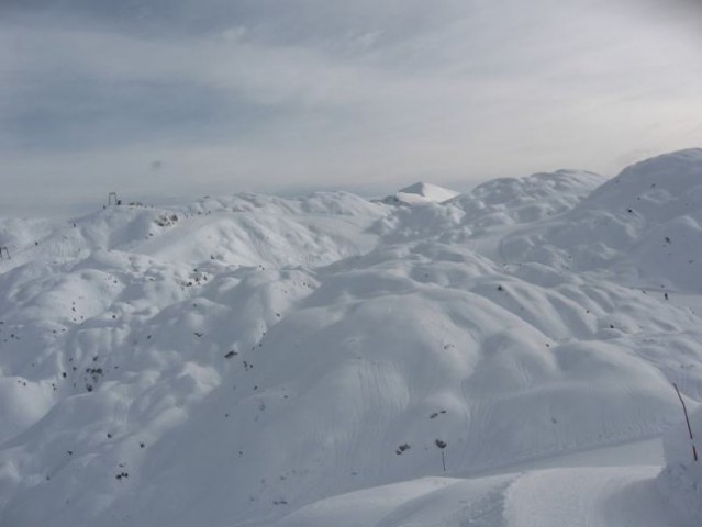 Vogel - foto