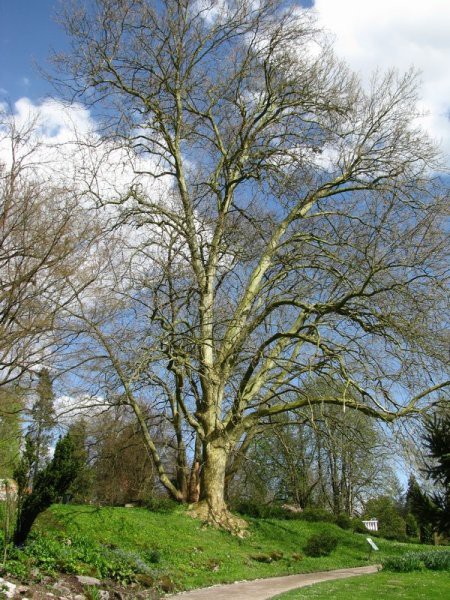 Arboretum - foto