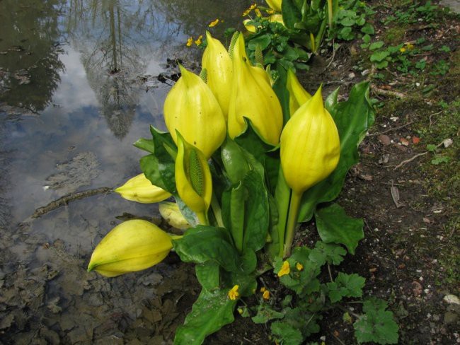 Arboretum - foto povečava