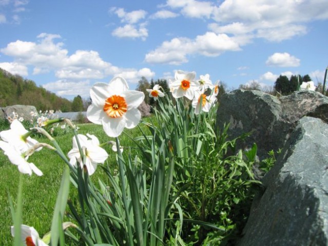 Arboretum - foto