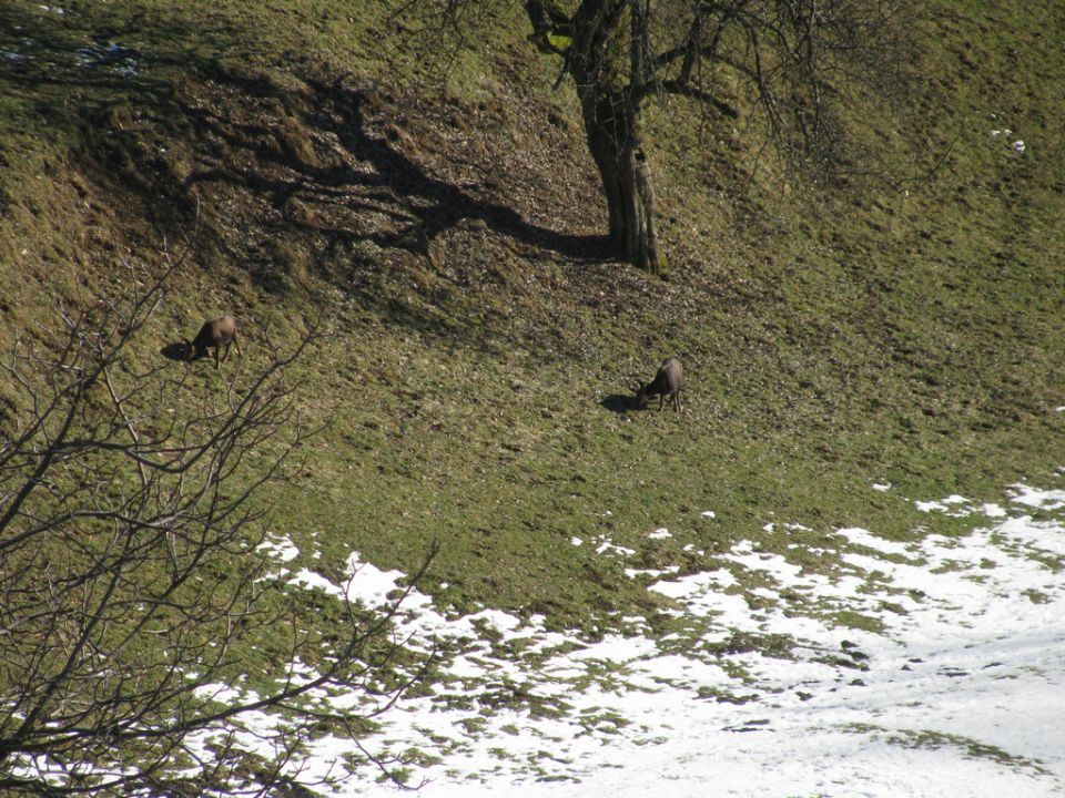 Osolnik_08_02_2011 - foto povečava