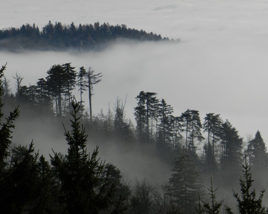 Osolnik_2011 - foto povečava