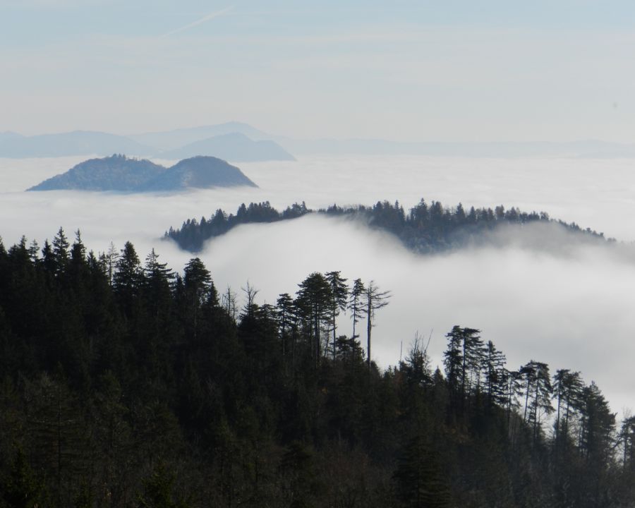 Osolnik_2011 - foto povečava