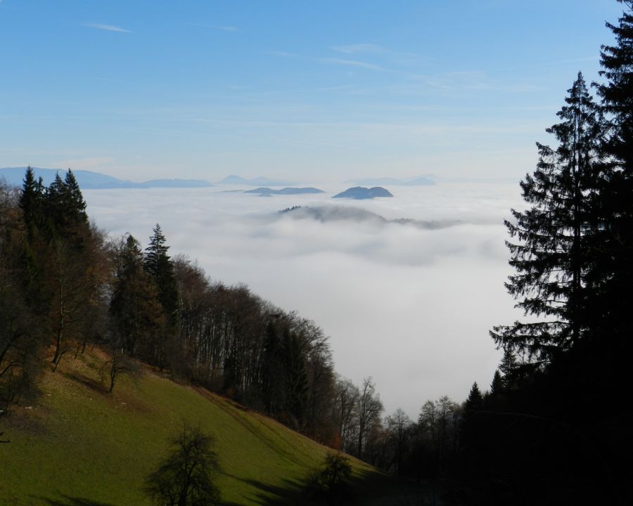 Osolnik_2011 - foto povečava