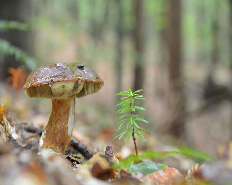 Gobice - foto povečava