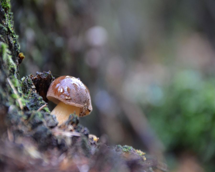 Gobice - foto povečava