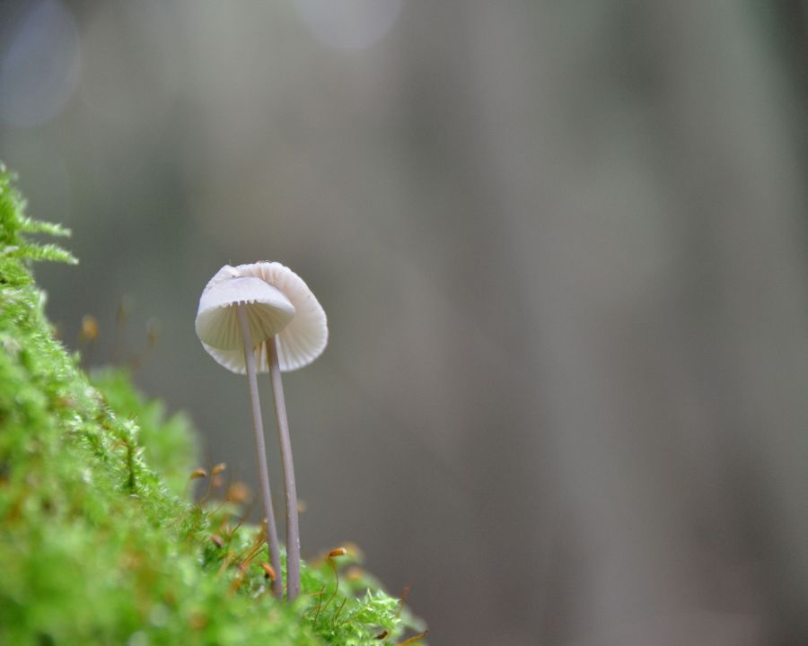 Gobice - foto povečava