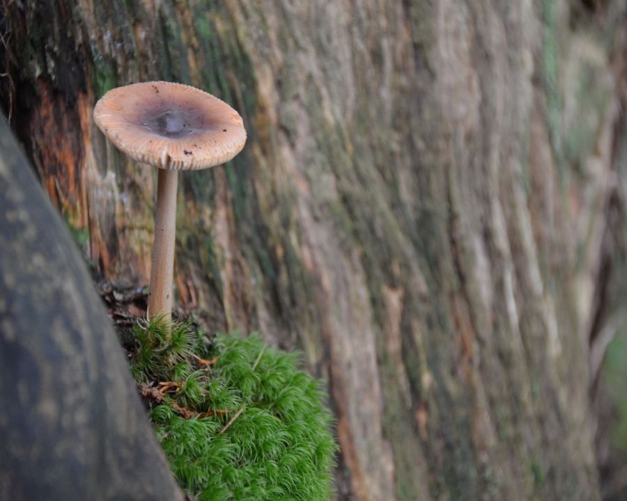 Gobice - foto povečava