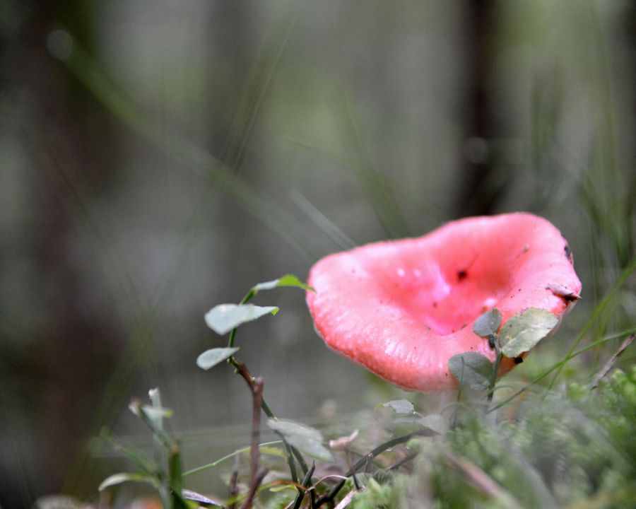 Gobice - foto povečava