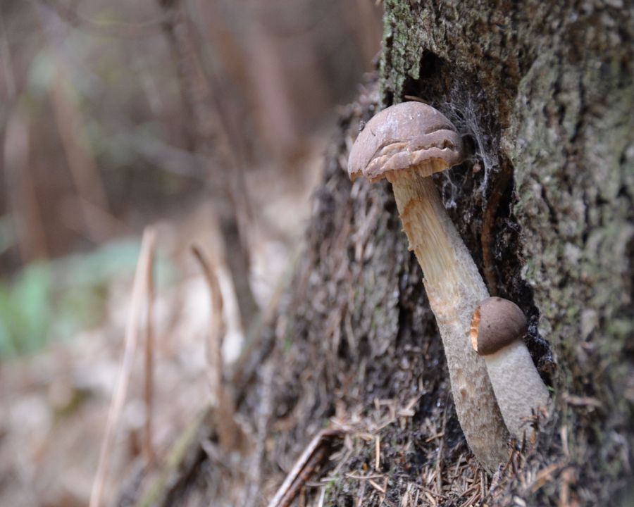 Gobice - foto povečava