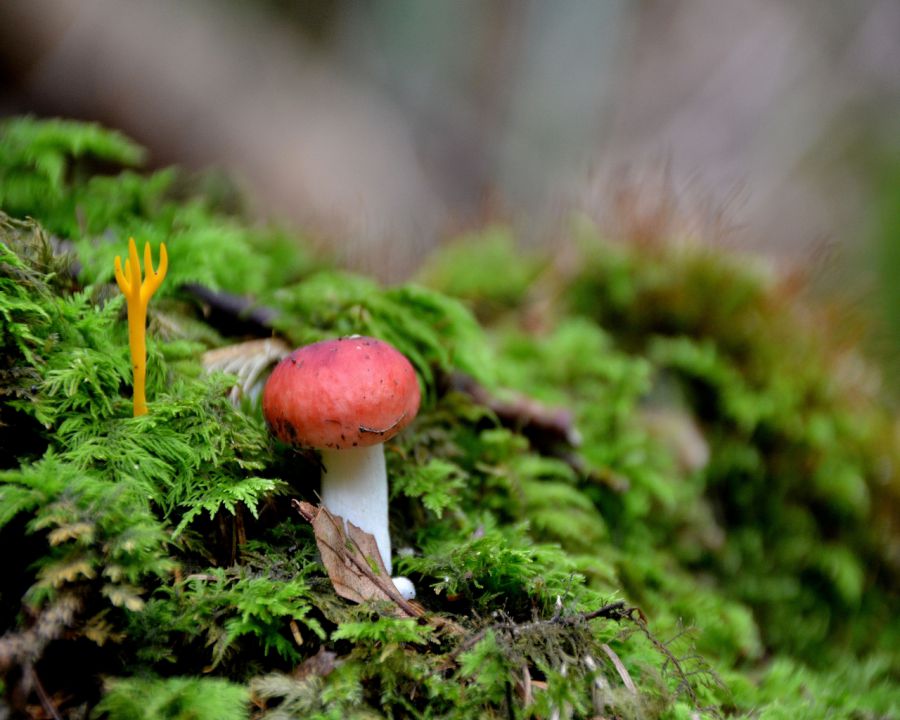 Gobice - foto povečava