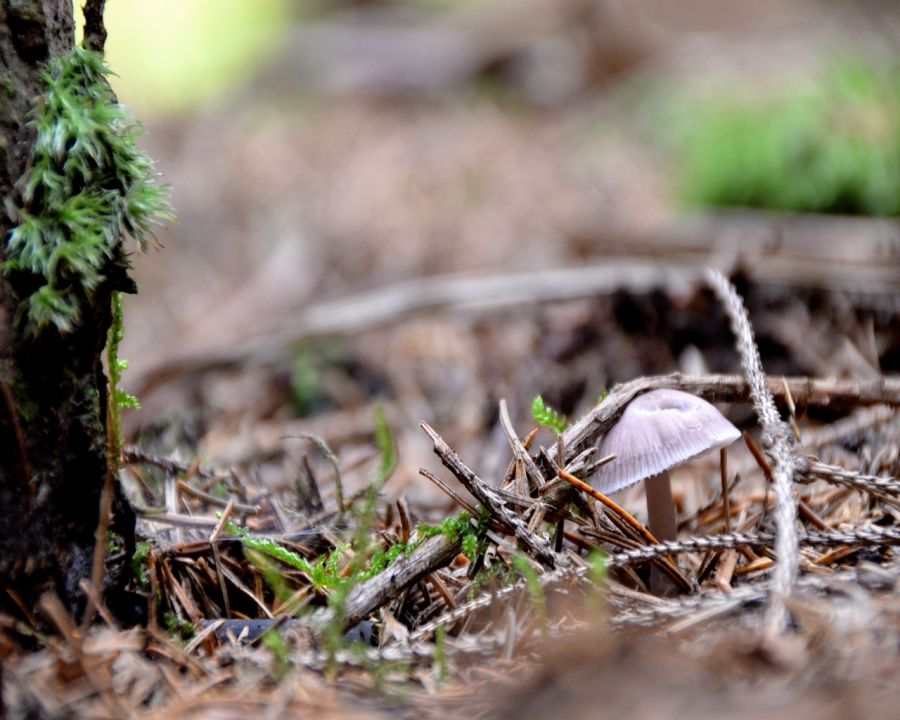 Gobice - foto povečava