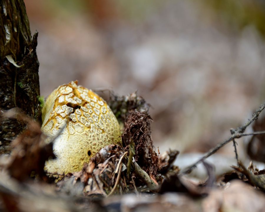 Gobice - foto povečava