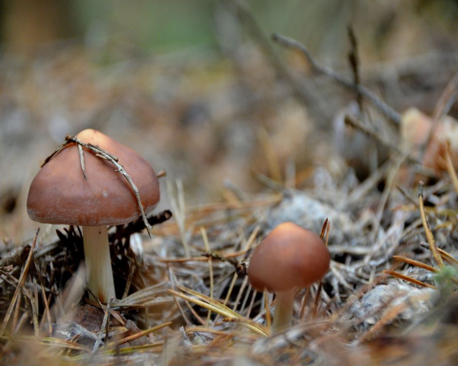 Gobice - foto povečava