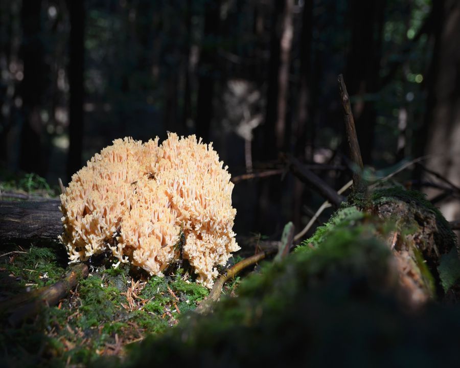 Gobice - foto povečava