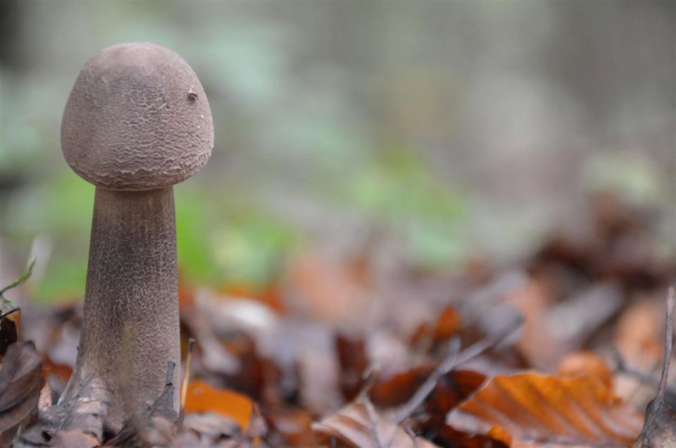 Gobice - foto povečava
