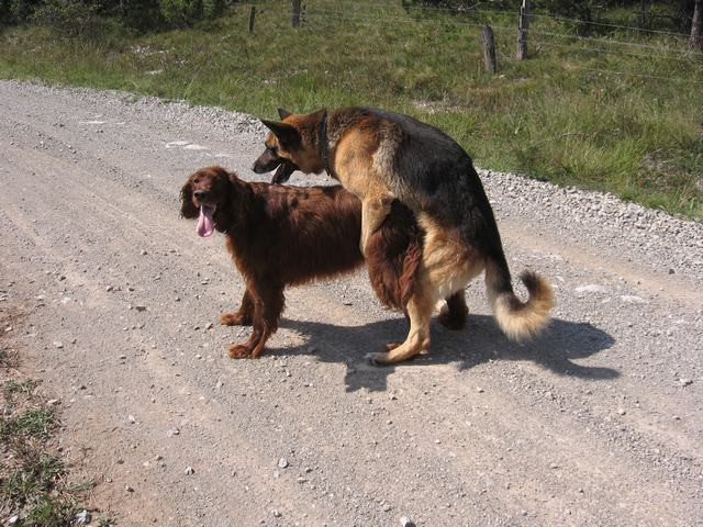 Po rapalski meji - foto povečava