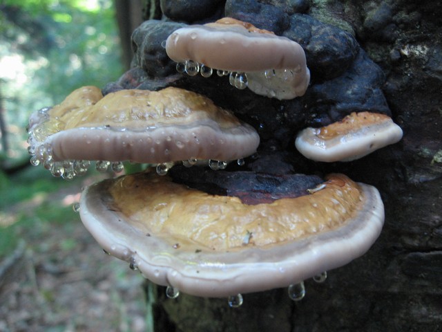 Pekel - foto povečava