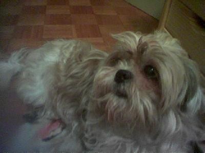 Daisy - foto povečava