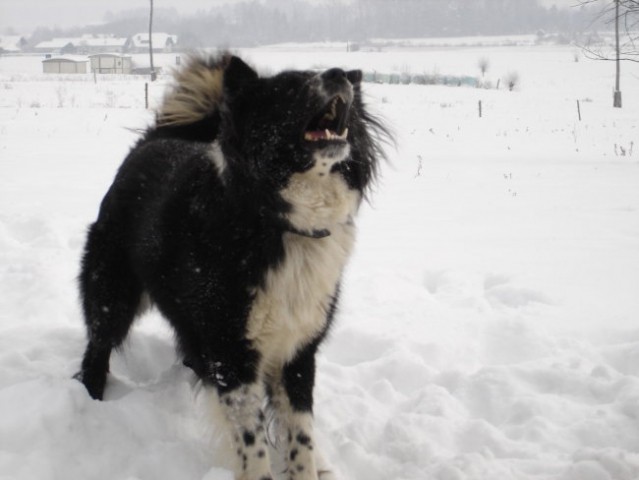 Moj Bučko - foto