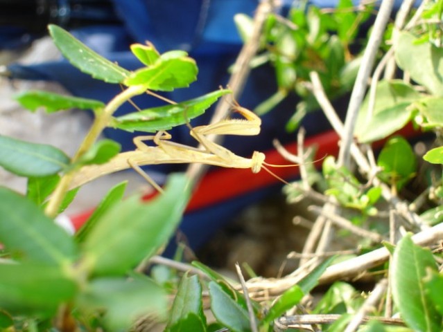 Cres - foto