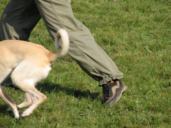 Agility tekma v Kočevju - foto povečava