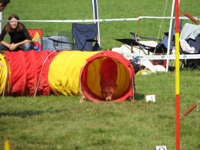 Agility tekma v Kočevju - foto