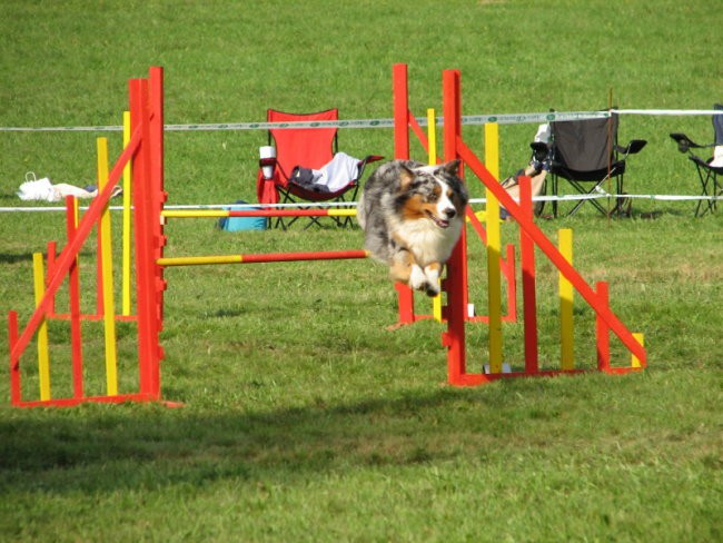 Agility tekma v Kočevju - foto povečava