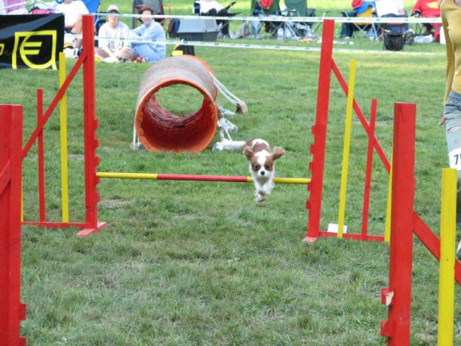 Agility tekma v Kočevju - foto povečava